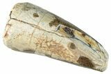 Dinosaur-Eating Crocodile (Sarcosuchus) Tooth - Niger #282099-1